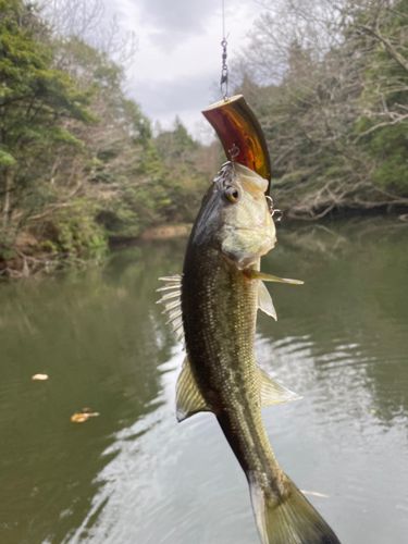 島根県で釣れたブラックバスの釣り・釣果情報 - アングラーズ | 釣果