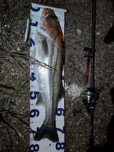 スズキの釣果