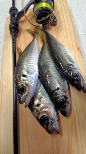 アジの釣果