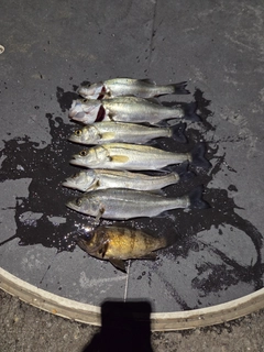 セイゴ（マルスズキ）の釣果