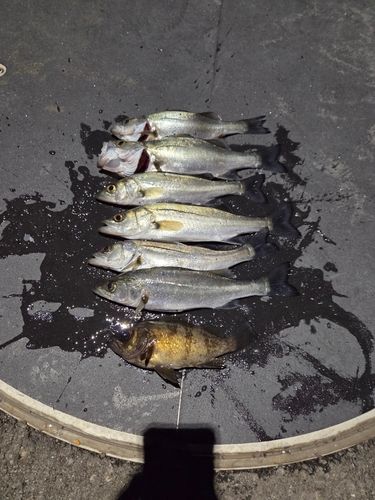 セイゴ（マルスズキ）の釣果