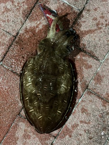 カミナリイカの釣果
