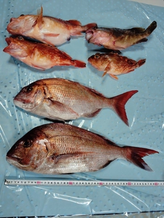 マダイの釣果