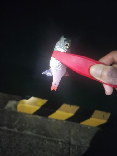 ネンブツダイの釣果
