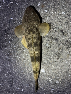 マゴチの釣果