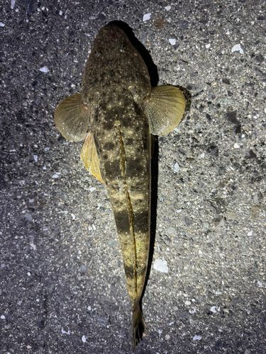 マゴチの釣果