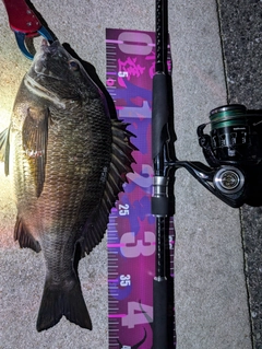 チヌの釣果