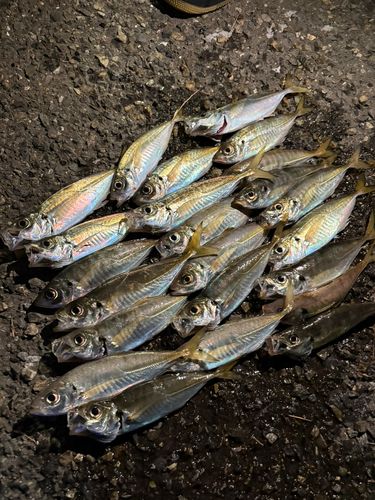 アジの釣果