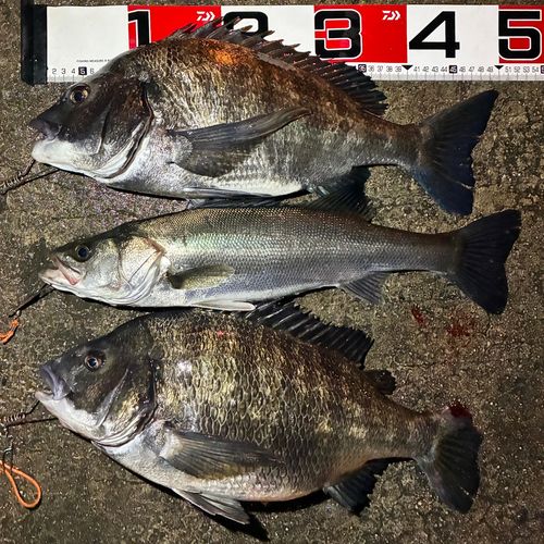 クロダイの釣果