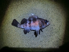 シロメバルの釣果