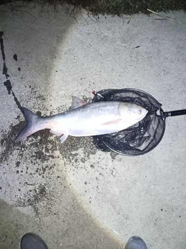 ハクレンの釣果