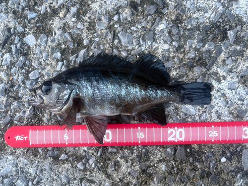 メバルの釣果