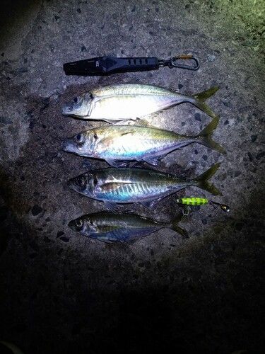 マアジの釣果