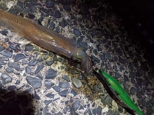 ヤリイカの釣果