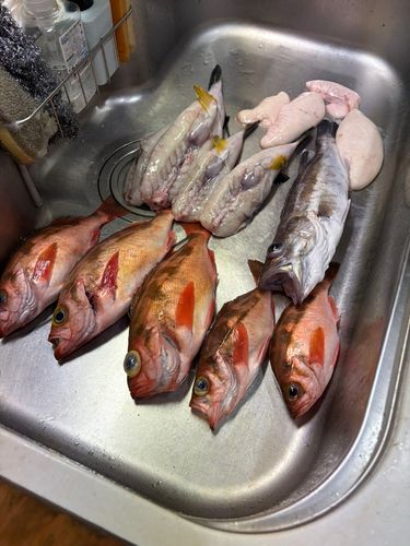 オキメバルの釣果