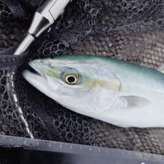 ツバイソの釣果