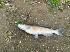 アメリカナマズの釣果