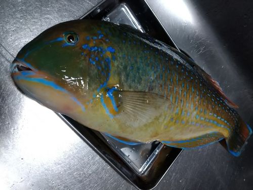 シロクラベラの釣果
