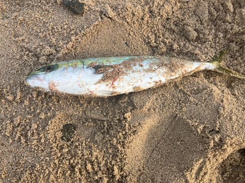 ワカシの釣果