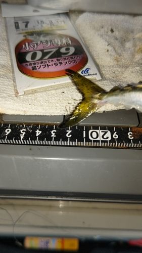 サバの釣果