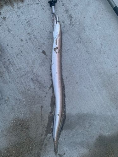 ハモの釣果