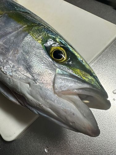 イナダの釣果
