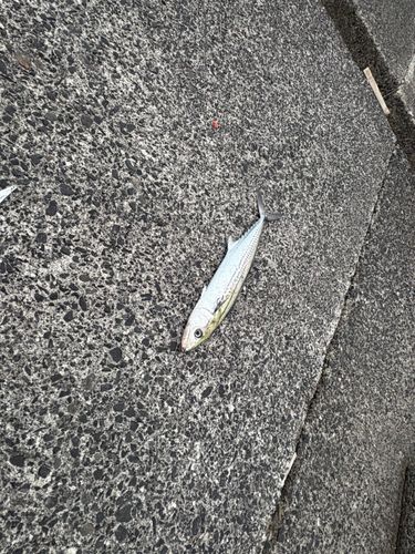 サゴシの釣果