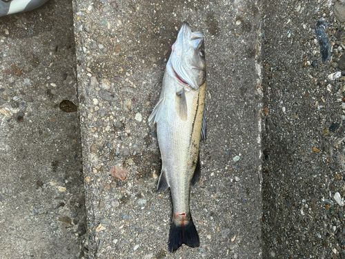 メジロの釣果