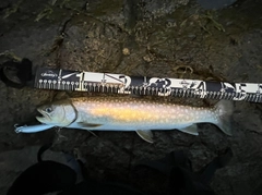 アメマスの釣果