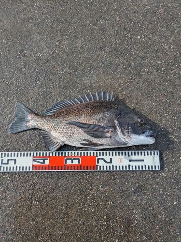 チヌの釣果