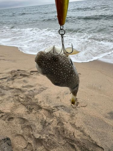 クサフグの釣果