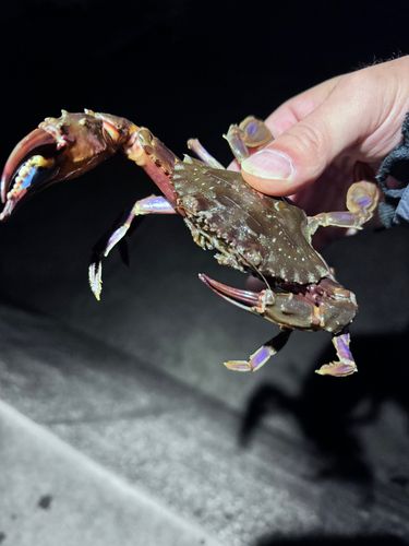 タイワンガザミの釣果