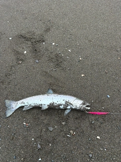 アメマスの釣果