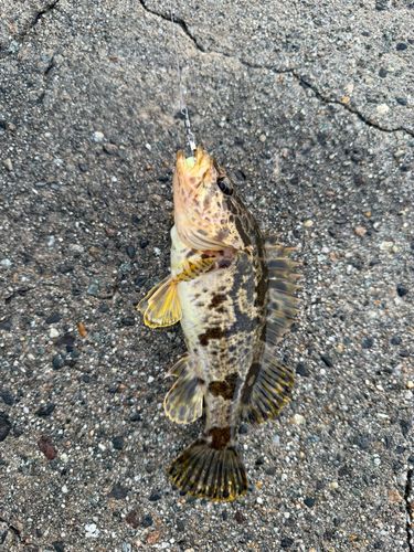 タケノコメバルの釣果