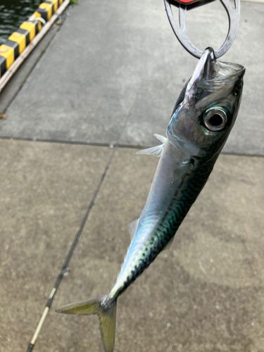 サバの釣果