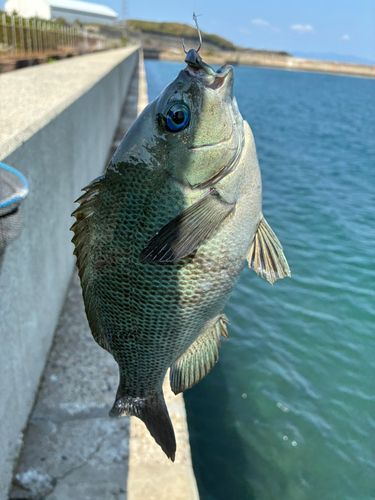 グレの釣果