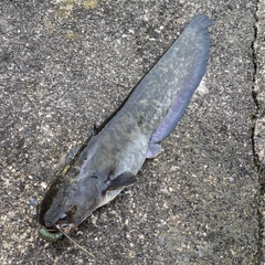 ナマズの釣果