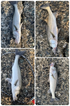 セイゴ（マルスズキ）の釣果