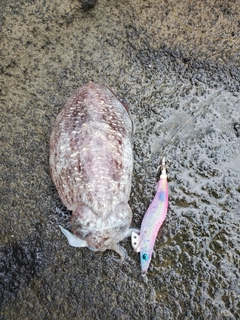 モンゴウイカの釣果