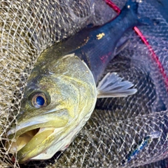 フッコ（マルスズキ）の釣果