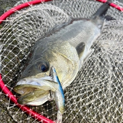 フッコ（マルスズキ）の釣果