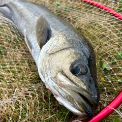 フッコ（マルスズキ）の釣果