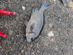 グレの釣果