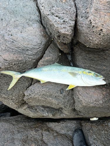 ガンドの釣果