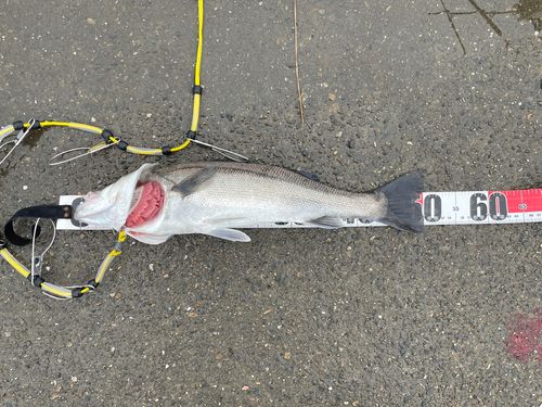 フッコ（マルスズキ）の釣果