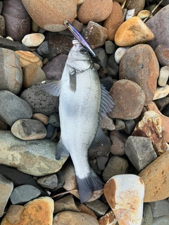ヒラスズキの釣果