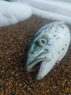 ツバスの釣果