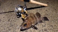 シロメバルの釣果