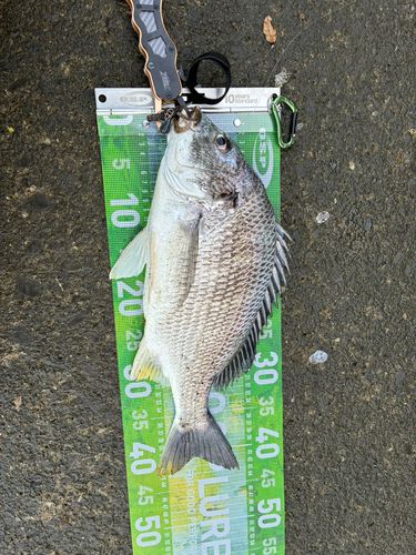 キビレの釣果