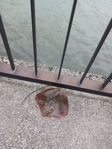 エイの釣果